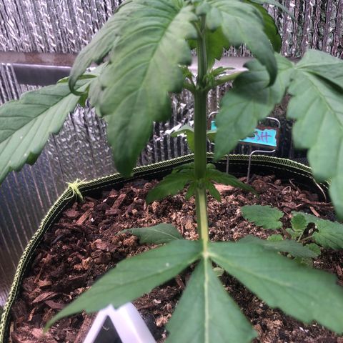 Pink kush CBD auto 🌸💞🌷🐷👙🦩 growlog timeline photo
