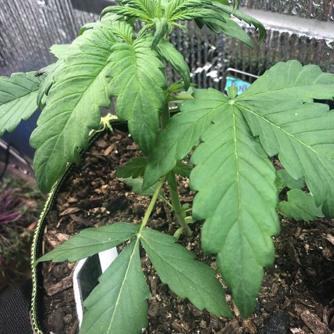 Pink kush CBD auto 🌸💞🌷🐷👙🦩 growlog timeline photo