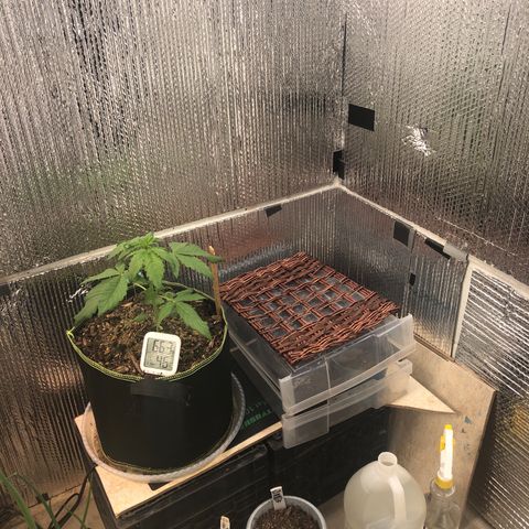 Pink kush CBD auto 🌸💞🌷🐷👙🦩 growlog timeline photo