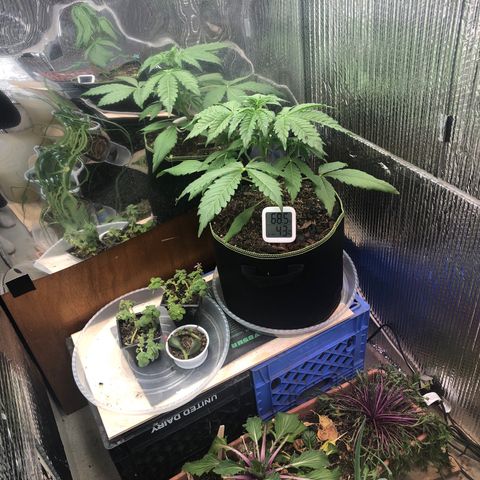 Bruce Banner auto 💪💚🌳👒🦚 growlog timeline photo