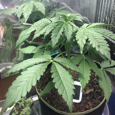 Bruce Banner auto 💪💚🌳👒🦚 growlog timeline photo