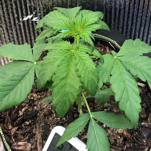 Pink kush CBD auto 🌸💞🌷🐷👙🦩 growlog timeline photo