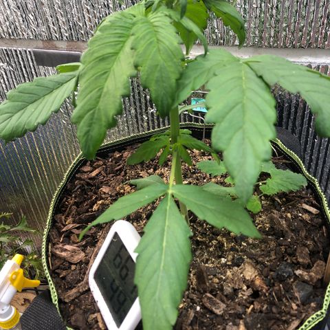 Pink kush CBD auto 🌸💞🌷🐷👙🦩 growlog timeline photo