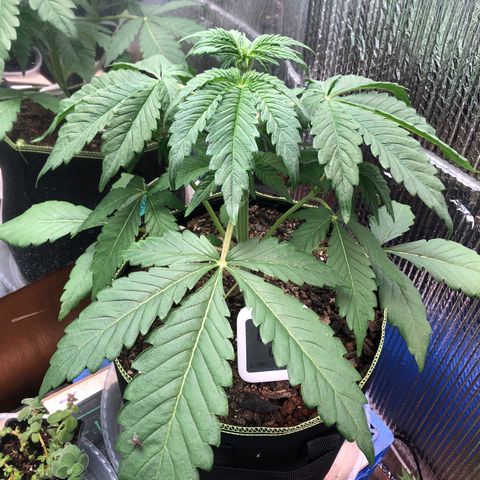 Bruce Banner auto 💪💚🌳👒🦚 growlog timeline photo