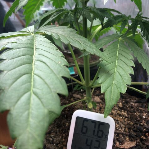 Bruce Banner auto 💪💚🌳👒🦚 growlog timeline photo