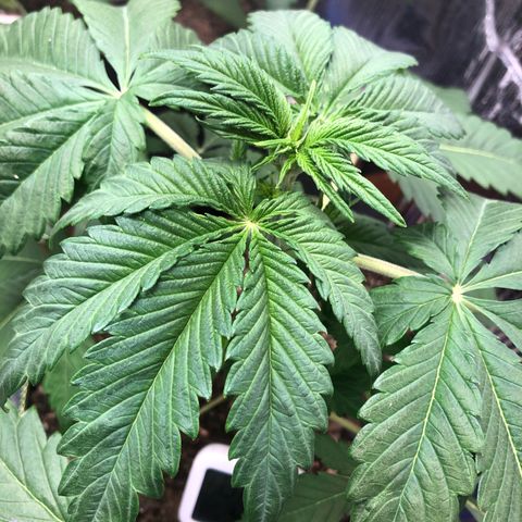 Bruce Banner auto 💪💚🌳👒🦚 growlog timeline photo