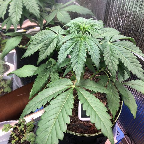Bruce Banner auto 💪💚🌳👒🦚 growlog timeline photo