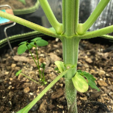 Bruce Banner auto 💪💚🌳👒🦚 growlog timeline photo