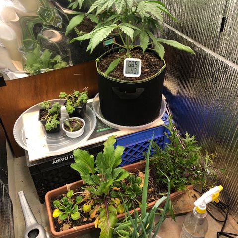 Bruce Banner auto 💪💚🌳👒🦚 growlog timeline photo