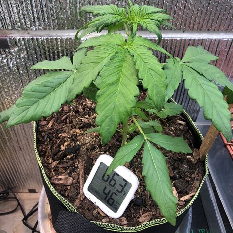 Pink kush CBD auto 🌸💞🌷🐷👙🦩 growlog timeline photo