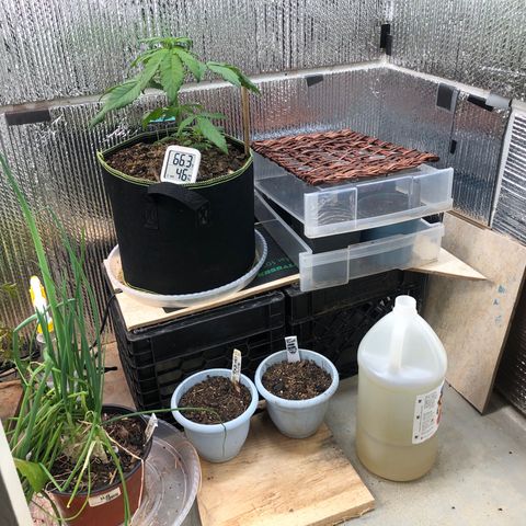 Pink kush CBD auto 🌸💞🌷🐷👙🦩 growlog timeline photo