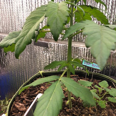 Pink kush CBD auto 🌸💞🌷🐷👙🦩 growlog timeline photo