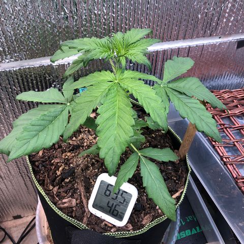Pink kush CBD auto 🌸💞🌷🐷👙🦩 growlog timeline photo