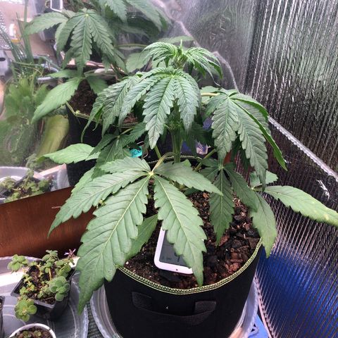 Bruce Banner auto 💪💚🌳👒🦚 growlog timeline photo