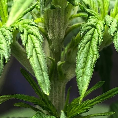Bruce Banner auto 💪💚🌳👒🦚 growlog photo: Pre flowers 