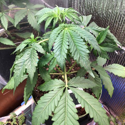 Bruce Banner auto 💪💚🌳👒🦚 growlog photo: Pre flowers 