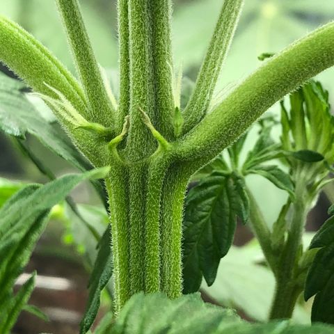 Bruce Banner auto 💪💚🌳👒🦚 growlog photo: Pre flowers 