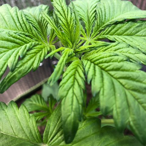 Pink kush CBD auto 🌸💞🌷🐷👙🦩 growlog timeline photo
