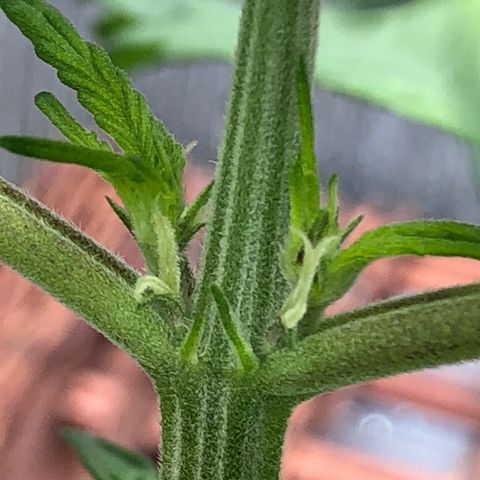 Pink kush CBD auto 🌸💞🌷🐷👙🦩 growlog timeline photo