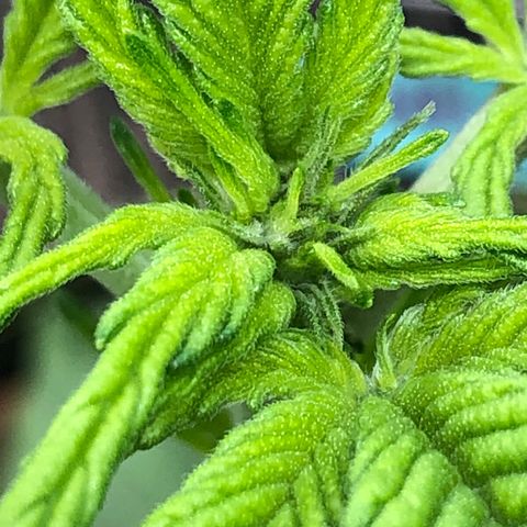 Pink kush CBD auto 🌸💞🌷🐷👙🦩 growlog timeline photo