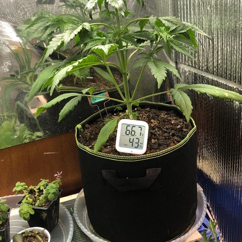Bruce Banner auto 💪💚🌳👒🦚 growlog timeline photo