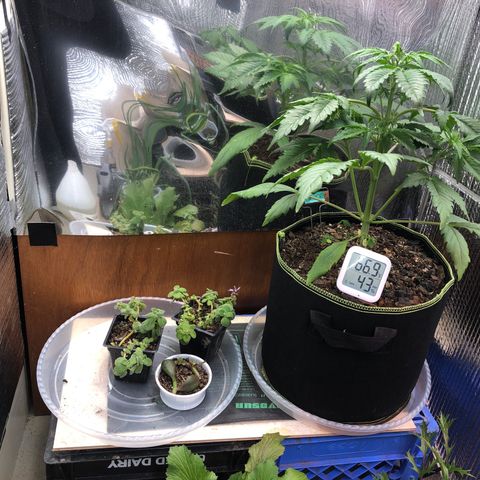 Bruce Banner auto 💪💚🌳👒🦚 growlog timeline photo