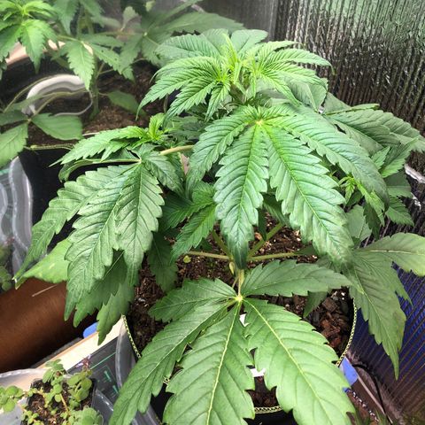 Bruce Banner auto 💪💚🌳👒🦚 growlog timeline photo