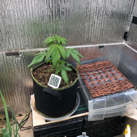 Pink kush CBD auto 🌸💞🌷🐷👙🦩 growlog timeline photo