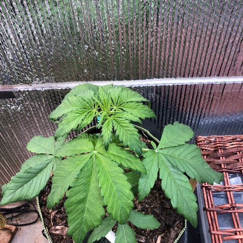 Pink kush CBD auto 🌸💞🌷🐷👙🦩 growlog timeline photo