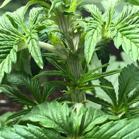 Bruce Banner auto 💪💚🌳👒🦚 growlog timeline photo