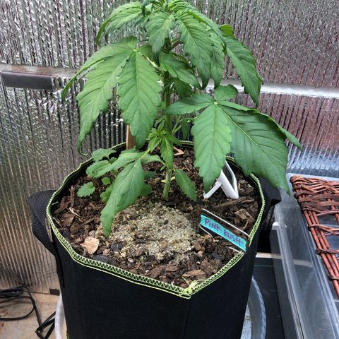 Pink kush CBD auto 🌸💞🌷🐷👙🦩 growlog timeline photo