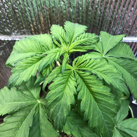 Pink kush CBD auto 🌸💞🌷🐷👙🦩 growlog timeline photo