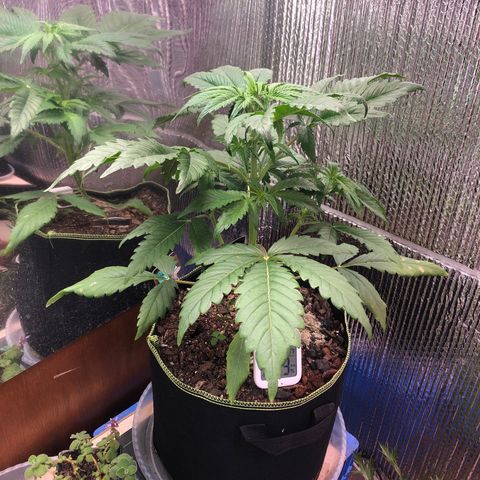 Bruce Banner auto 💪💚🌳👒🦚 growlog timeline photo