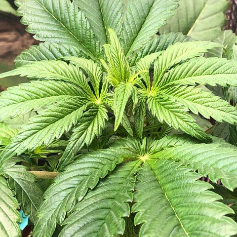 Bruce Banner auto 💪💚🌳👒🦚 growlog timeline photo