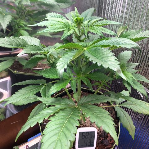 Bruce Banner auto 💪💚🌳👒🦚 growlog timeline photo
