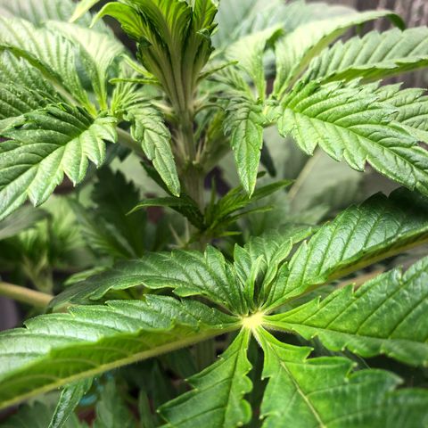 Bruce Banner auto 💪💚🌳👒🦚 growlog timeline photo