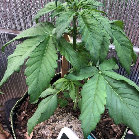 Pink kush CBD auto 🌸💞🌷🐷👙🦩 growlog timeline photo