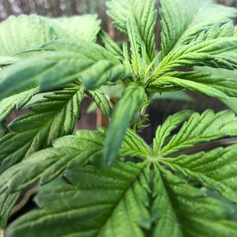 Pink kush CBD auto 🌸💞🌷🐷👙🦩 growlog timeline photo