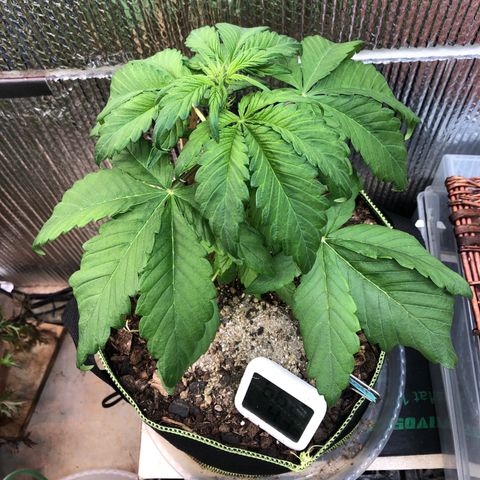 Pink kush CBD auto 🌸💞🌷🐷👙🦩 growlog timeline photo