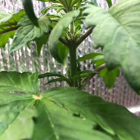 Pink kush CBD auto 🌸💞🌷🐷👙🦩 growlog timeline photo