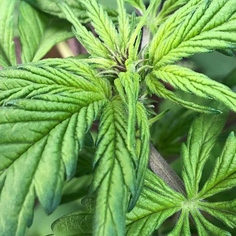 Pink kush CBD auto 🌸💞🌷🐷👙🦩 growlog timeline photo