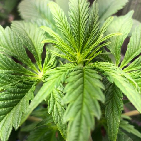 Bruce Banner auto 💪💚🌳👒🦚 growlog timeline photo