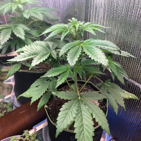 Bruce Banner auto 💪💚🌳👒🦚 growlog timeline photo