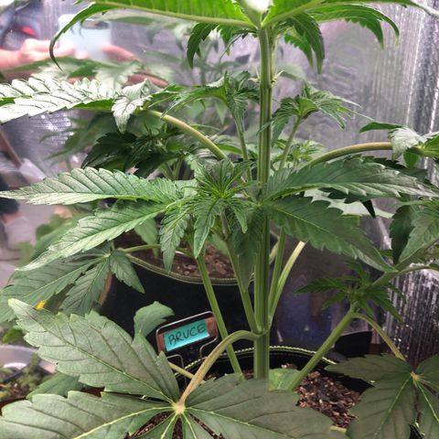 Bruce Banner auto 💪💚🌳👒🦚 growlog timeline photo