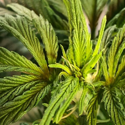 Bruce Banner auto 💪💚🌳👒🦚 growlog timeline photo