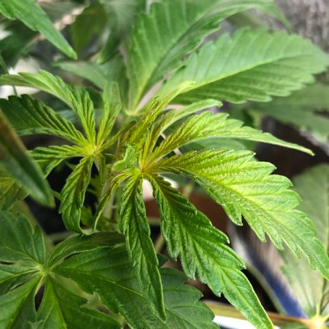 Bruce Banner auto 💪💚🌳👒🦚 growlog timeline photo