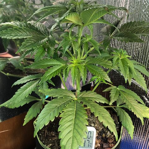 Bruce Banner auto 💪💚🌳👒🦚 growlog timeline photo
