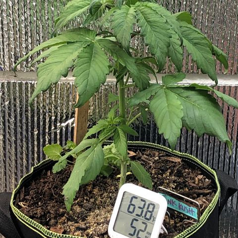 Pink kush CBD auto 🌸💞🌷🐷👙🦩 growlog timeline photo