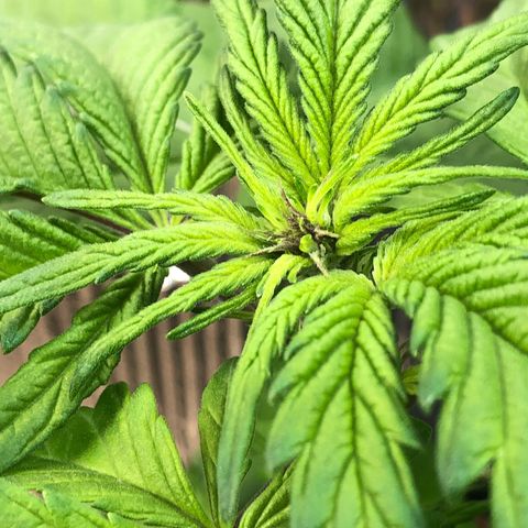 Pink kush CBD auto 🌸💞🌷🐷👙🦩 growlog timeline photo