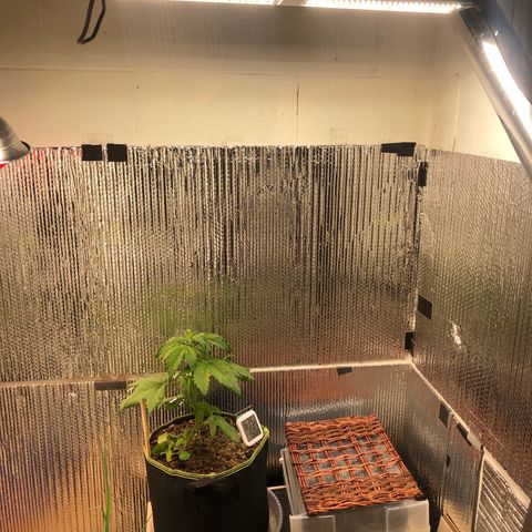 Bruce Banner auto 💪💚🌳👒🦚 growlog timeline photo